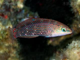 绿猪龙 Halichoeres argus 珠光海猪鱼 幼鱼 体呈红棕色，分布着绿点，背鳍和尾柄上各有一黑点