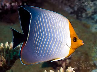 红海天皇蝶 Chaetodon larvatus 怪蝴蝶鱼 成鱼 