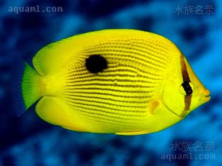 非洲一点清 Chaetodon zanzibarensis 桑给巴尔蝴蝶鱼 成鱼 