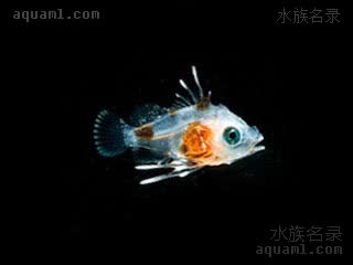 夏威夷深水宝石 Odontanthias fuscipinnis 棕鳍牙花鮨 仔稚鱼(2) 