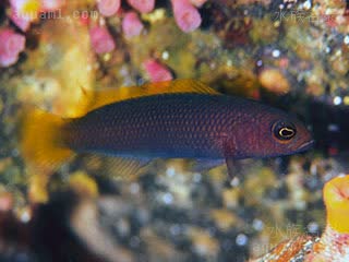 Pseudochromis marshallensis 马歇尔岛拟雀鲷