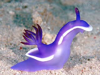 紫海牛 Hypselodoris bullocki 布氏高海牛  体色偏蓝紫的个体