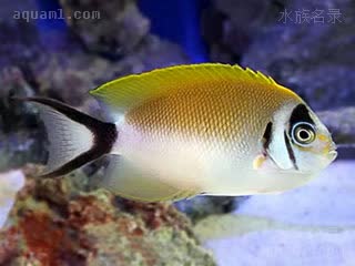 蒙面燕尾神仙 Genicanthus semifasciatus 半纹月蝶鱼 雌鱼 