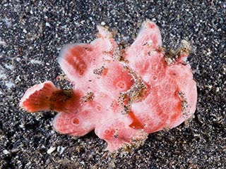 Antennarius pictus Antennarius pictus var.pink  (粉彩画五脚虎)