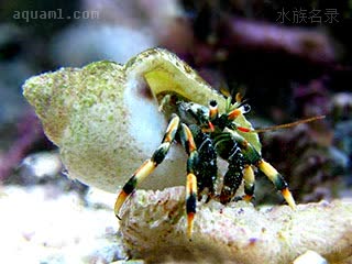 Clibanarius humilis 微小细螯寄居蟹