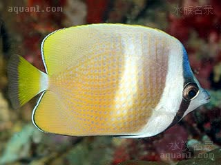 麻包蝶 Chaetodon kleinii 珠蝴蝶鱼 成鱼 