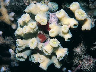 绿分支脑珊瑚 Astraeosmilia curvata 粗糙延星珊瑚[暂]  自然环境状态