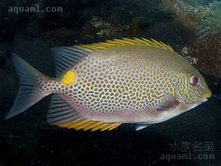 金点狐狸 Siganus guttatus 星斑蓝子鱼 成鱼 