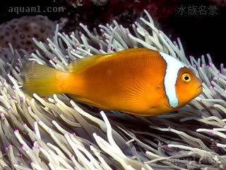 伯爵小丑 Amphiprion thiellei 希氏双锯鱼  第二第三白带缺失的个体