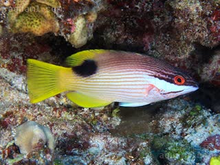 黑点牙医 Bodianus bilunulatus 双带普提鱼 亚成 采集自夏威夷群岛的帕帕哈瑙莫夸基亚/Papahānaumokuākea国家海洋保护区