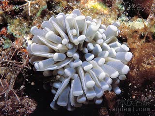塔塔火柴珊瑚 Euphyllia cristata 联合真叶珊瑚[暂]  自然环境单簇
