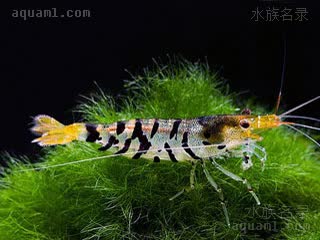 Caridina mariae Caridina mariae f.supertiger  (翡翠虎纹虾)