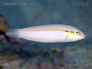 Halichoeres scapularis 侧带海猪鱼 雌鱼 