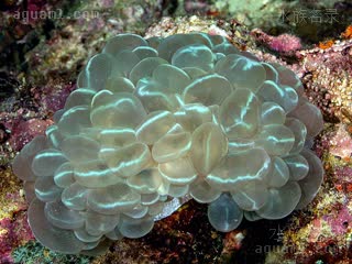  Plerogyra sinuosa 泡囊珊瑚  气泡表面有一条贯穿亮纹，一般被商家称作“猫眼”品相