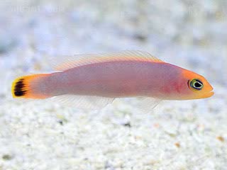 Pseudochromis elongatus 长身拟雀鲷