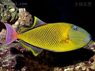 红尾花弹 Xanthichthys mento 门图黄鳞鲀 雄鱼 