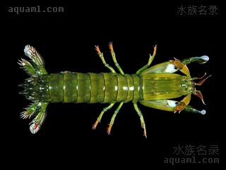 大指螳螂虾 Gonodactylus chiragra 大指虾蛄  