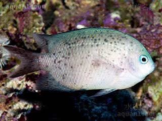 黄线青魔 Acanthochromis polyacanthus 多刺棘光鳃鲷  澳洲海域的白色色型