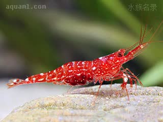 红兰花虾 Caridina glaubrechti 葛劳布雷奇氏米虾[暂]  偏鲜红个体