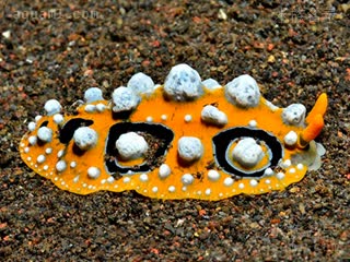 Nudibranchia Phyllidia ocellata