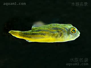 斑马狗头 Tetraodon lineatus 阿拉伯鲀 幼鱼(2) 