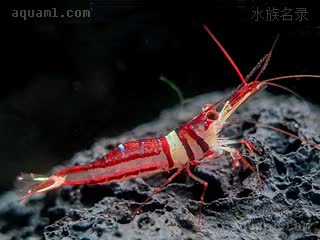 可乐虾 Caridina woltereckae 沃特芮珂氏米虾[暂] 雄虾 