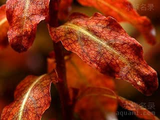 红唇丁香 Ludwigia senegalensis 塞内加尔丁香蓼[暂] 水下叶 