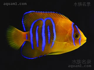 橙仙 Holacanthus clarionensis 塞拉利昂刺蝶鱼 幼鱼(1) 