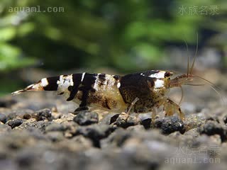 Caridina logemanni 洛氏米虾