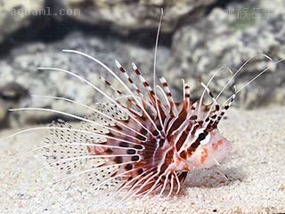 红长须狮子鱼 Pterois antennata 触角蓑鲉 幼鱼 