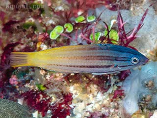 蓝黄龙 Halichoeres prosopeion 黑额海猪鱼 亚成 黑色纵带开始慢慢消失，身体后部渐渐呈黄色