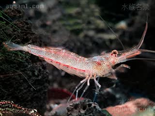 苏拉威西拳击虾 Caridina longidigita 长指米虾[暂]  偏粉色个体