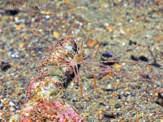  Stenorhynchus debilis 脆弱狭端蟹[暂] 幼蟹 