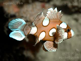 Haemulidae Plectorhinchus chaetodonoides