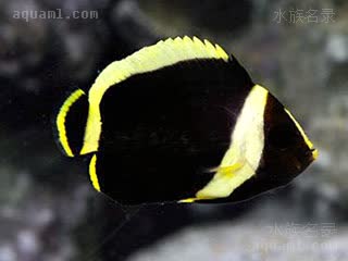 黑宝马 Chaetodontoplus melanosoma 黑身荷包鱼 幼鱼 