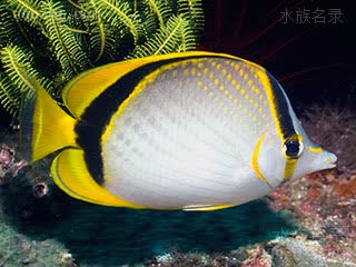 弯月蝴蝶鱼 - 弯月蝶 Chaetodon selene