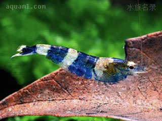  Caridina trifasciata 三纹米虾  于澳门香港边界小溪中，采集到的蓝白个体