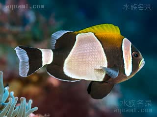  Amphiprion latezonatus 宽带双锯鱼 成鱼 