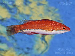 红海长翅雀 Cirrhilabrus rubriventralis 红腹丝隆头鱼 雄鱼 