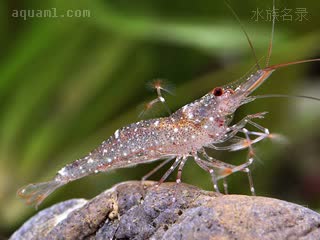 Caridina longidigita 长指米虾