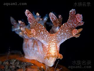 神龙海兔 Bornella stellifera 星纹二列鳃  正视图