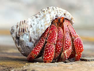 草莓陆寄居蟹 Coenobita perlatus 珍珠陆寄居蟹 成蟹 