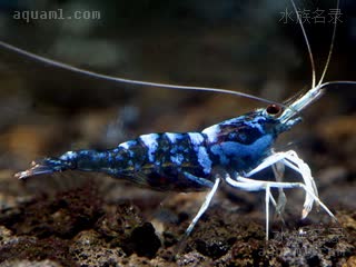 Caridina dennerli Caridina dennerli cv.'blue ghost'  (蓝幽灵白袜虾)