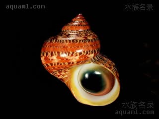 古纹螺 Turbo petholatus 蝾螺  螺口