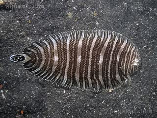 Soleidae Zebrias fasciatus