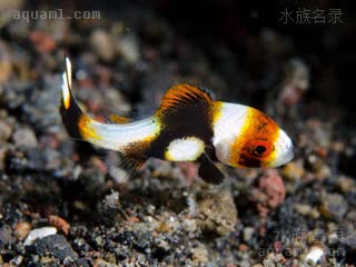 金松鼠 Plectorhinchus vittatus 条斑胡椒鲷 仔稚鱼(2) 