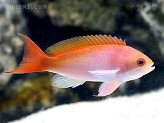 红斑海金鱼 Pseudanthias cooperi 锯鳃拟花鮨 雌鱼 臀鳍白色，身体两侧无色斑，尾鳍红色，大多具有红色尖