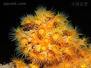 Cnidaria Parazoanthus axinellae