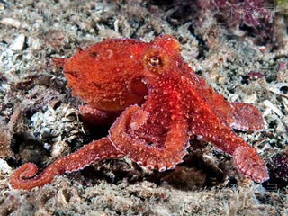 Octopoda Octopus rubescens