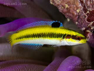 蓝头龙 Thalassoma bifasciatum 双带锦鱼 幼鱼 身体有黑色纵带，背部颜色珊瑚礁区为黄色，近海区为白色